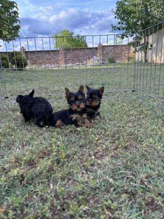 Yorkshire terrier