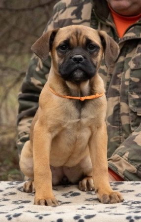 Cane Corso