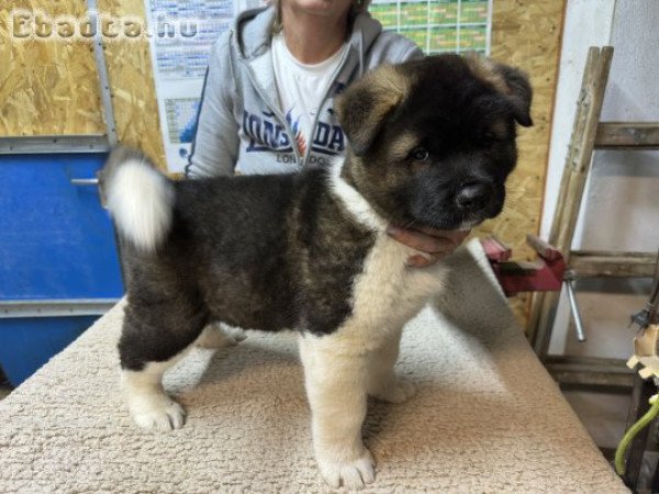 Amerikai Akita kölykök eladók