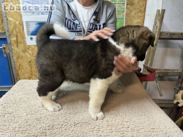 Amerikai Akita kölykök eladók