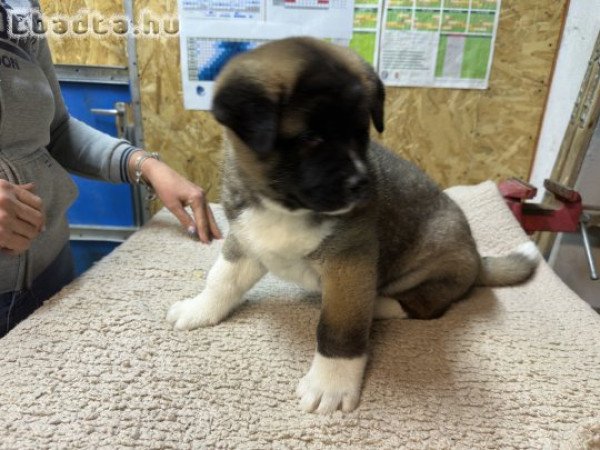 Amerikai Akita kölykök eladók