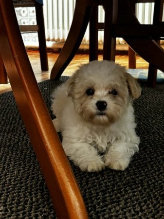 Bichon havanese