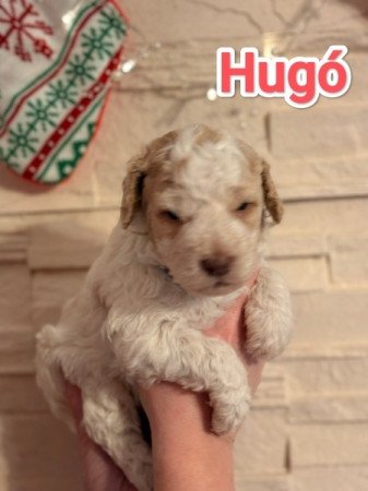 Lagotto romagnolo