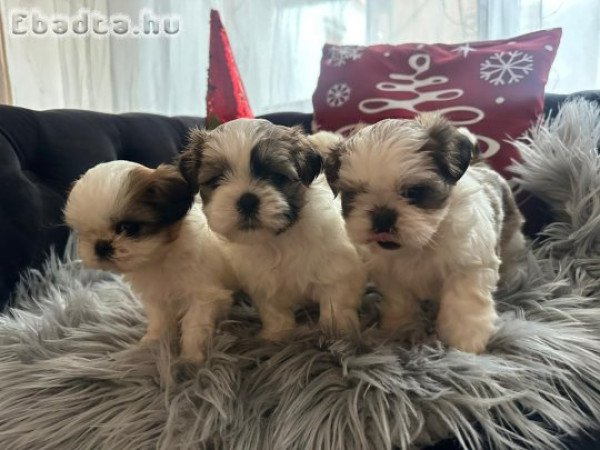 Shi-tzu kiskutyák