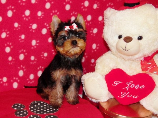 Yorkshire Terrier, Yorki