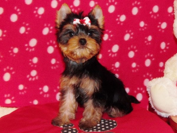 Yorkshire Terrier, Yorki