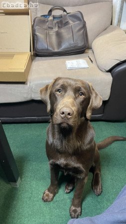 labrador barna 10 hónapos eladó