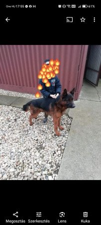 Nèmetjuhász kiskutyák