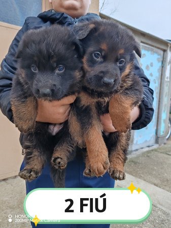 Nèmetjuhász kiskutyák