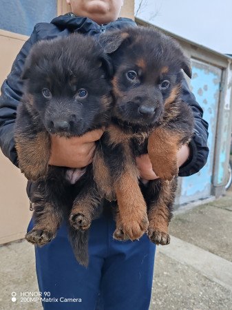 Nèmetjuhász kiskutyák