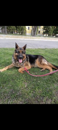 Nèmetjuhász kiskutyák