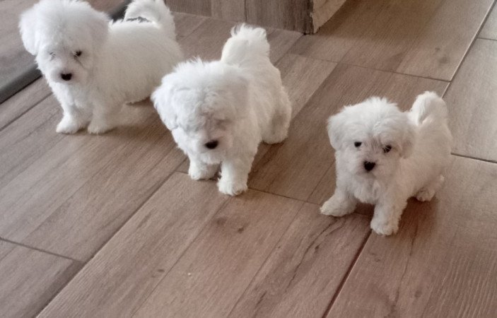 Bichon Havanese