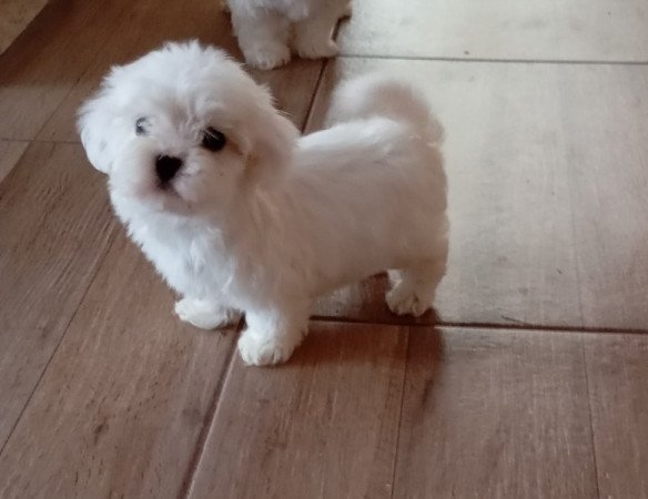 Bichon Havanese