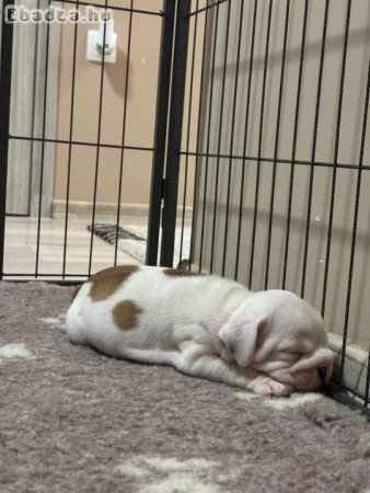 Angol Bulldog