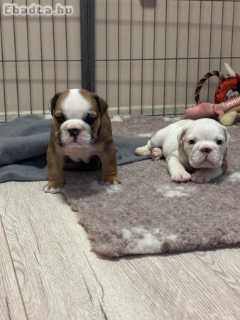 Angol Bulldog