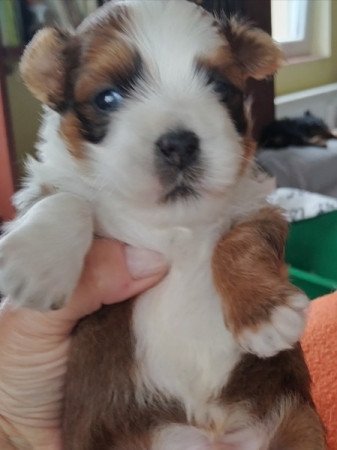 Bichon havanese