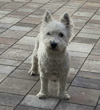 Westie