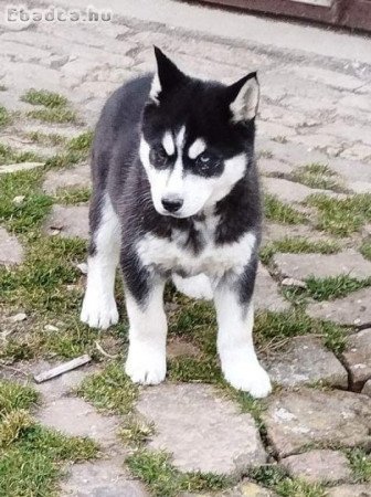 Husky jellegű kölykök