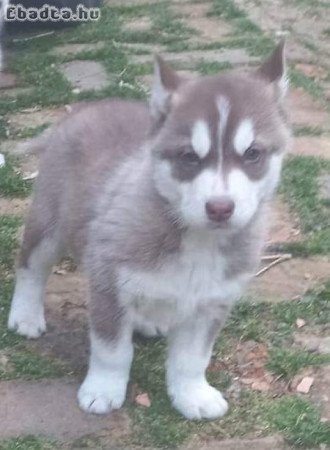 Husky jellegű kölykök