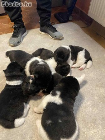 Amerikai Akita kölykök (3 fiú, 3 lány)