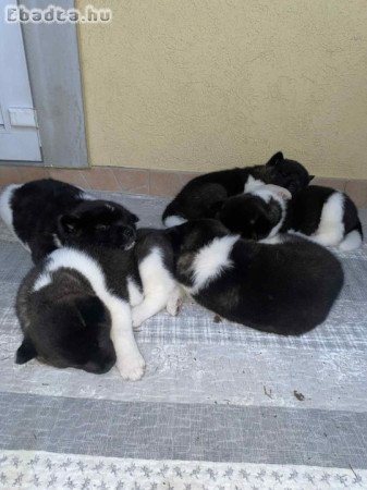 Amerikai Akita kölykök (3 fiú, 3 lány)