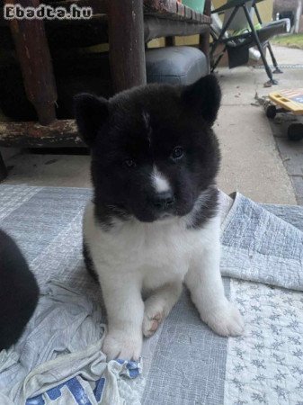 Amerikai Akita kölykök (3 fiú, 3 lány)