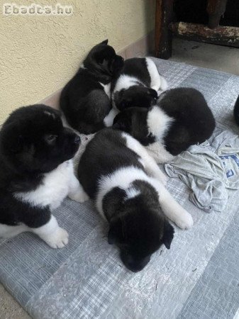 Amerikai Akita kölykök (3 fiú, 3 lány)