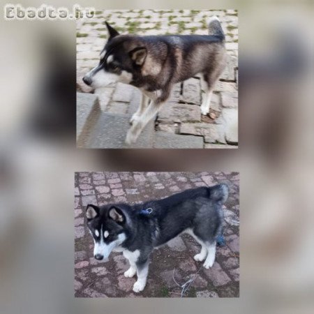 Husky jellegű kölykök