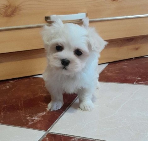 Máltai selyemszőrű