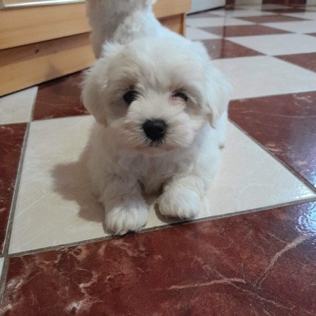 Máltai selyemszőrű