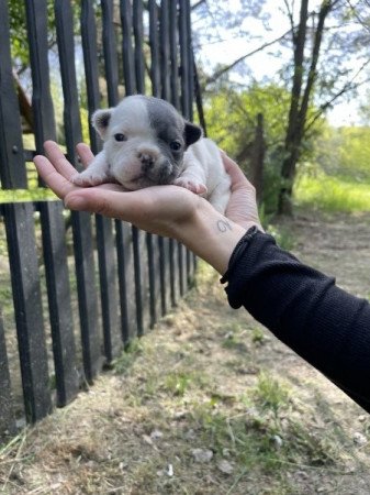 Francia Bulldog