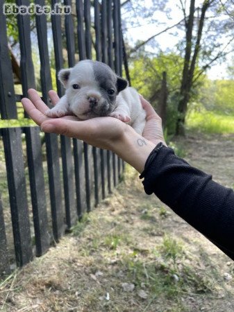 Francia Bulldog kiskutyák keresik új otthonukat