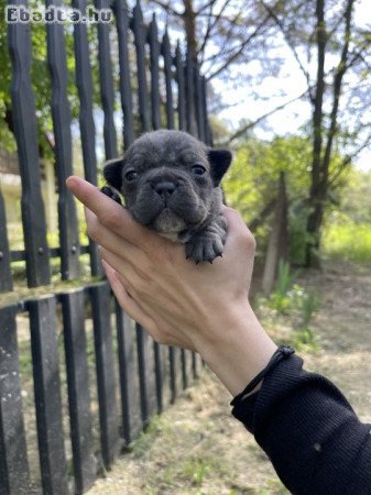 Francia Bulldog kiskutyák keresik új otthonukat