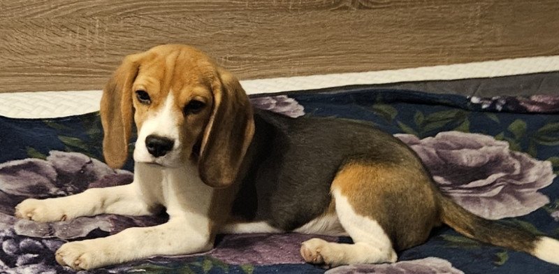 Beagle