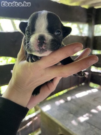 Francia Bulldog kiskutyák keresik új otthonukat