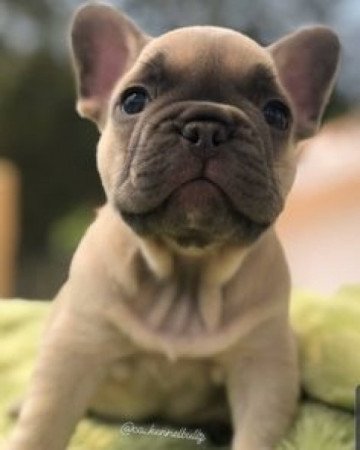 Francia bulldog