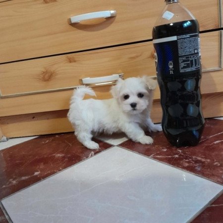 Máltai selyemszőrű