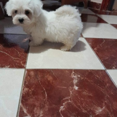 Máltai selyemszőrű