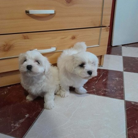 Máltai selyemszőrű