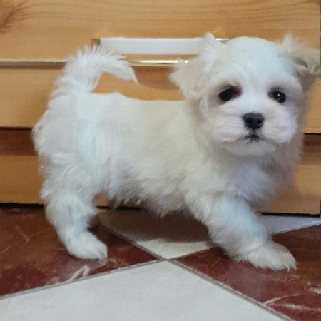 Máltai selyemszőrű