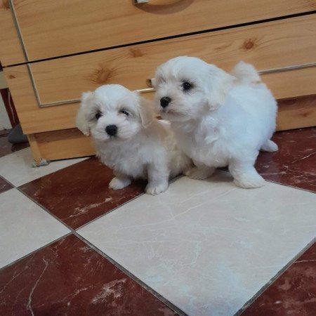 Máltai selyemszőrű