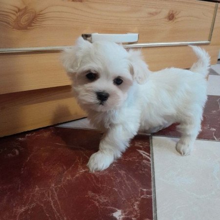 Máltai selyemszőrű