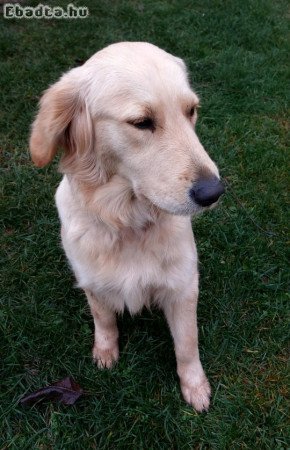 Golden retriver kan kutyus