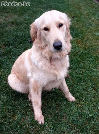 Golden retriver kan kutyus