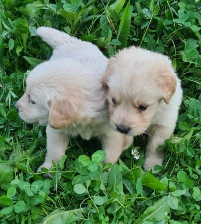 Golden retriever