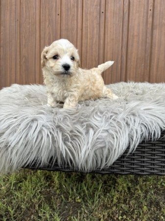 Maltipoo