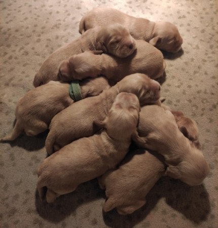 Angol Cocker Spániel