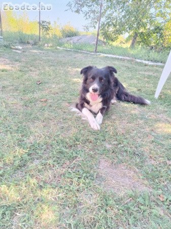 Border collie szuka kutya