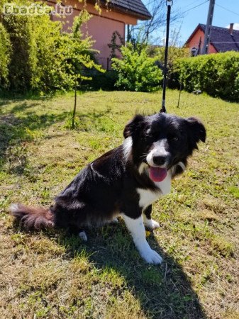 Border collie szuka kutya