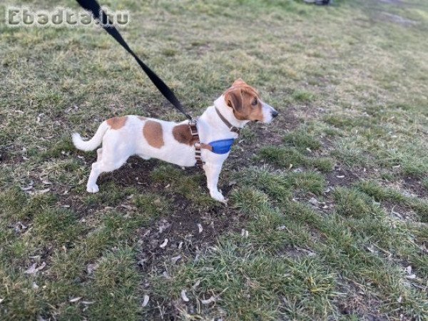 Jack Russell jellegű 1,5 éves kan kutya INGYEN